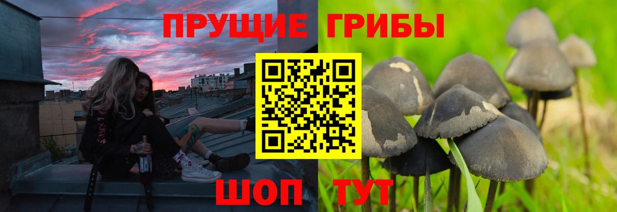 Галлюциногенные грибы Cubensis Строитель